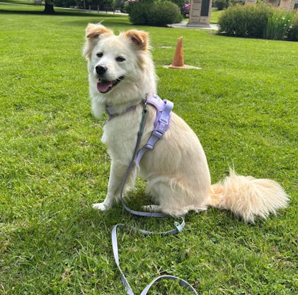 Exploration Lite No-Pull Step-In Dog Harness Pizza | Korriko