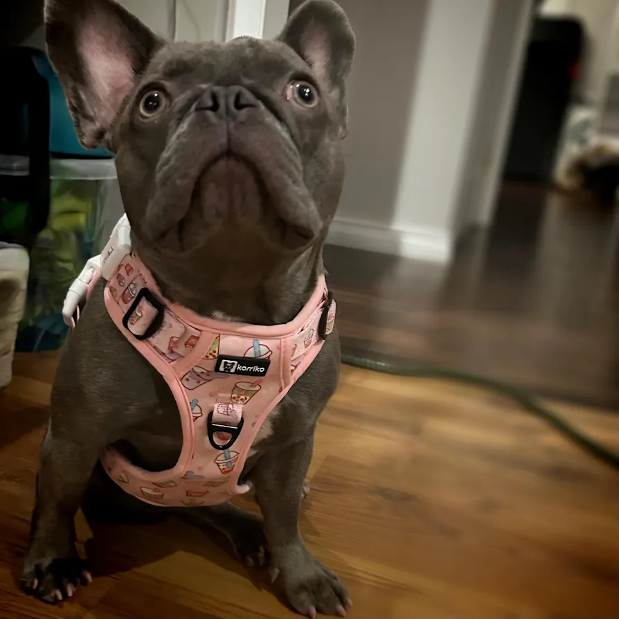 Exploration Lite No-Pull Step-In Dog Harness Shark | Korriko Exploration Lite No-Pull Step-In Dog Harness Shark | Korriko