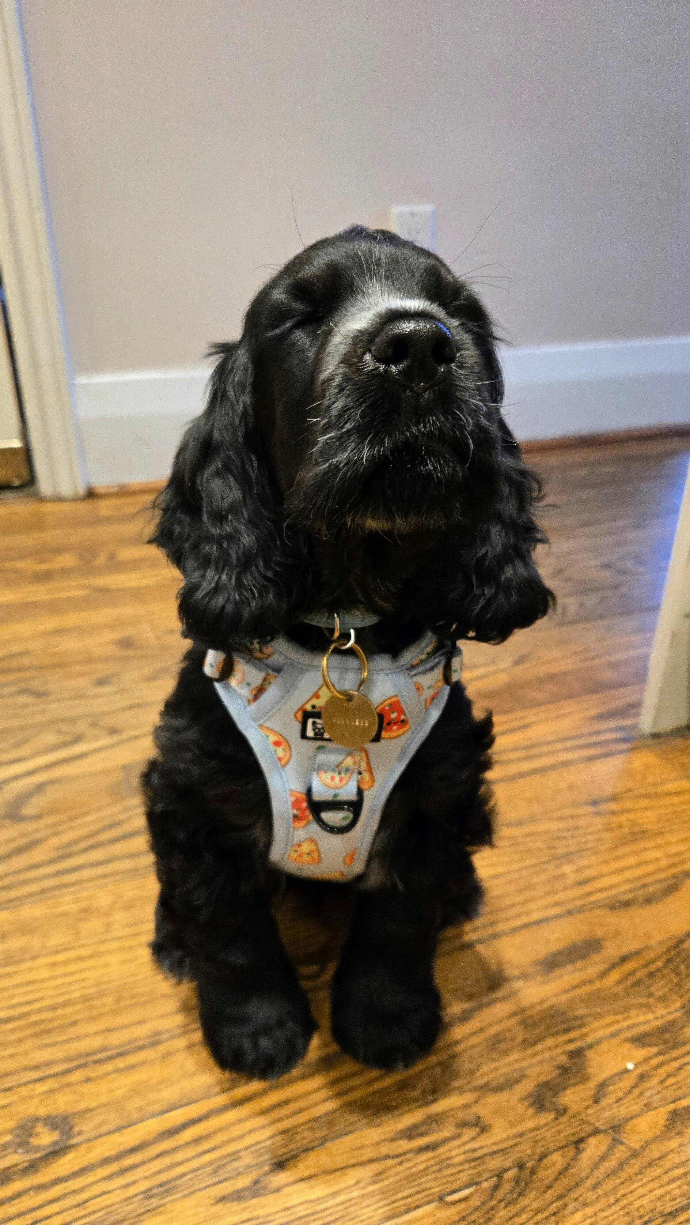 Exploration Lite No-Pull Step-In Dog Harness Shark | Korriko