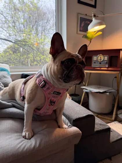 Exploration Lite No-Pull Step-In Dog Harness Cheese | Korriko