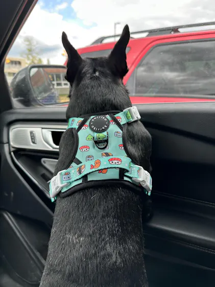 Exploration Lite No-Pull Step-In Dog Harness Cheese | Korriko