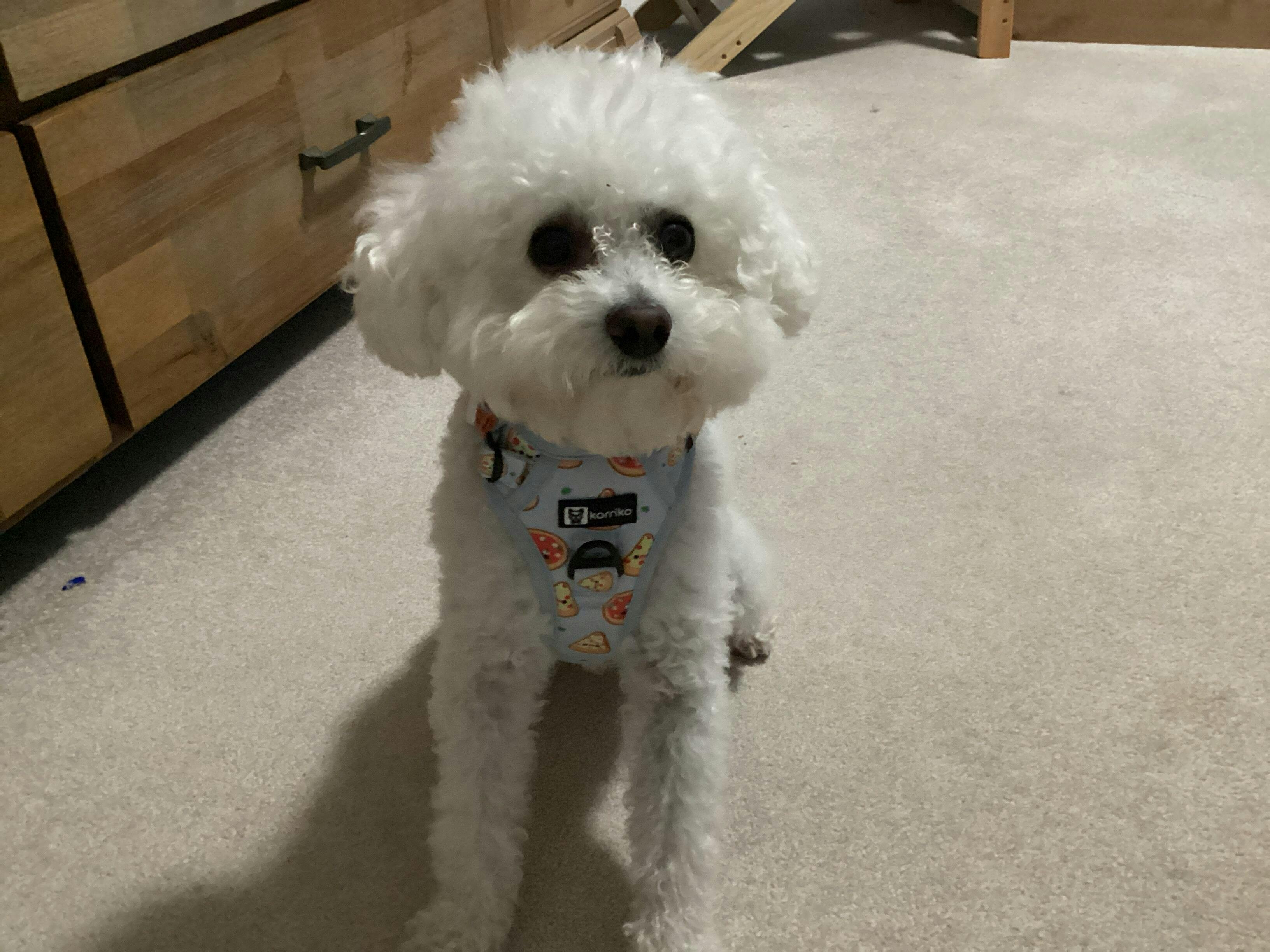 Exploration Lite No-Pull Step-In Dog Harness Soup Dumpling