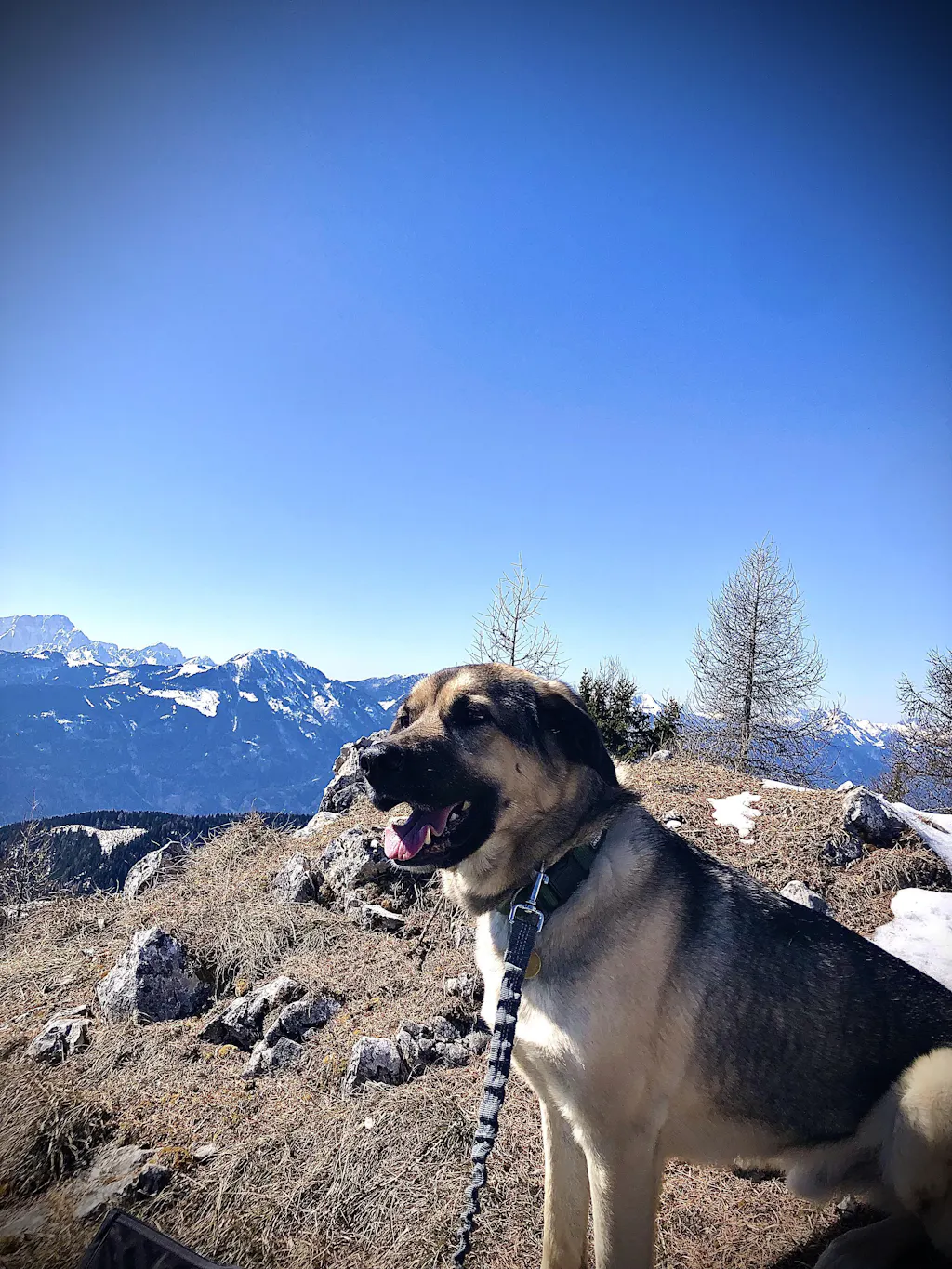 Hund ImmuBalance - Kräuterkapseln