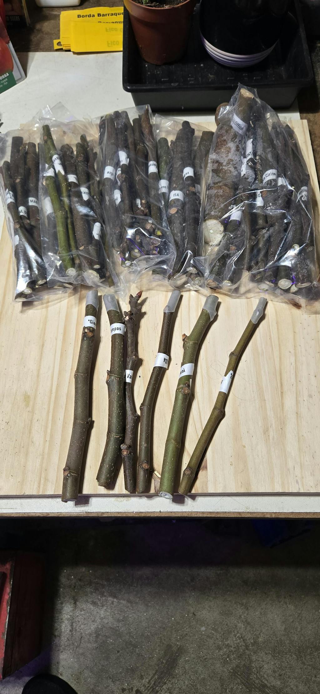 Large Mystery Bag of Cuttings