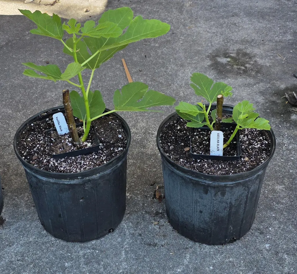 Vasilika Black Fig