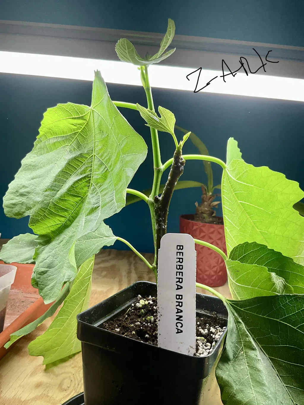 Berbera Branca Fig