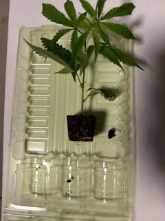 Review picture