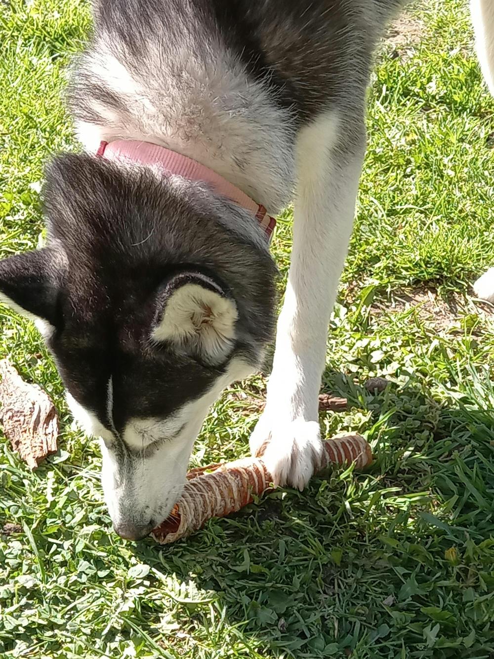Box Longue Mastication pour Chien | Friandises Naturelles à Mâcher