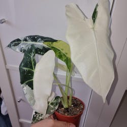 Alocasia Frydek variegata