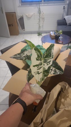 Alocasia Frydek variegata