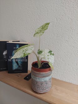 Alocasia Macrorrhiza variegata Splash