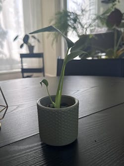 Monstera Burle Marx Flame - Baby plant
