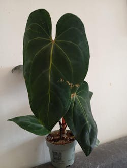 Anthurium Dark Phoenix