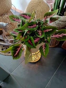 Coleus Main Street Ruby Road