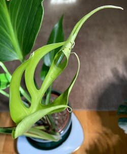 Monstera Burle Marx Flame