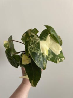 Philodendron Burle Marx variegata