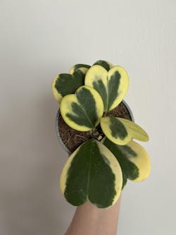 Hoya Kerrii variegata