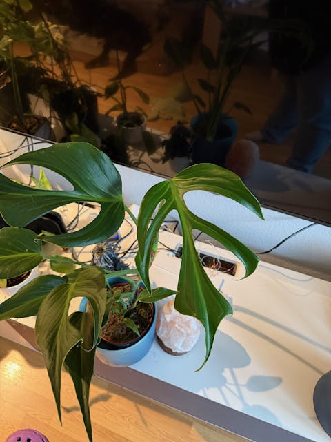 Monstera Burle Marx Flame