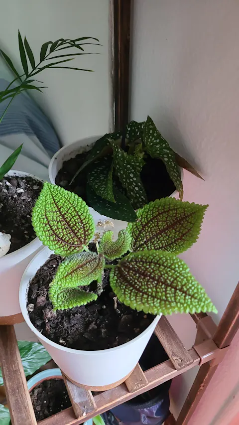 Begonia Maculata - Baby plant