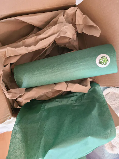 Pilea Moon Valley - Baby plant