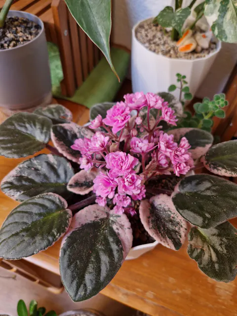 Saintpaulia Streptocarpus Hovariagata