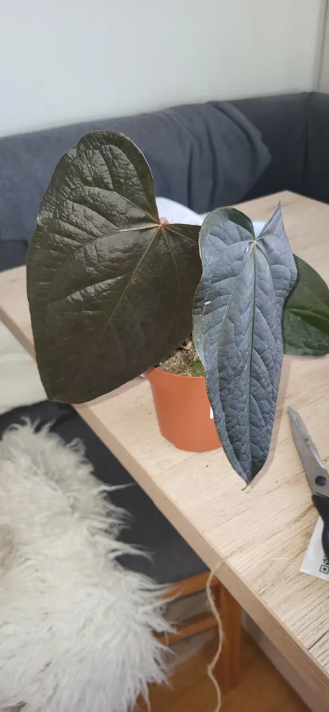 Anthurium Queen Of Hearts