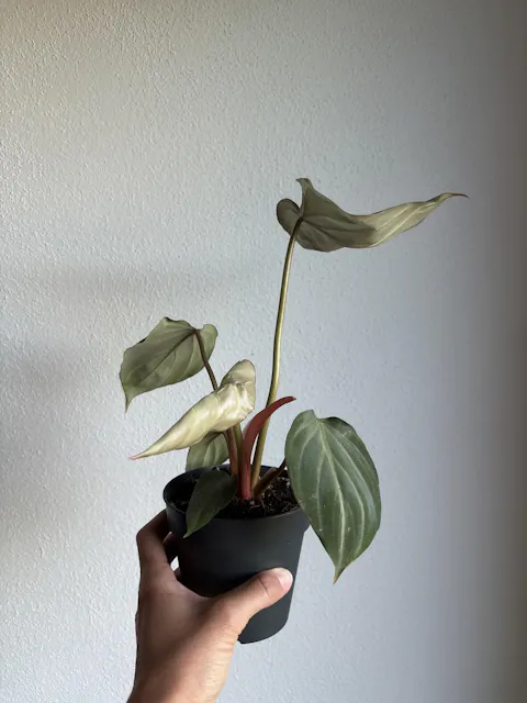 Philodendron Gloriosum