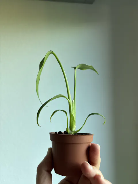Monstera Burle Marx Flame - Baby plant