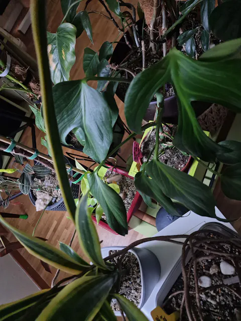 Monstera Burle Marx Flame