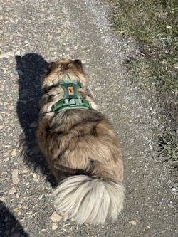 Arnés Adventure Jungle