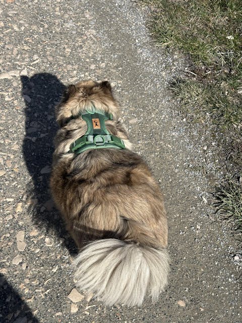 Arnés Adventure Jungle