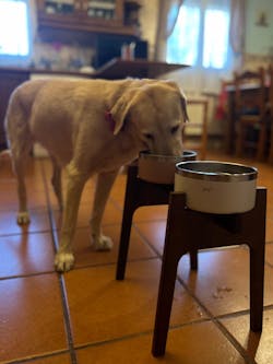 Comedero elevado doble Nordic