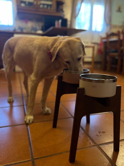 Comedero elevado doble Nordic