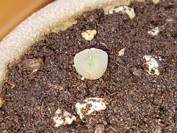 Conophytum Regale SH793 'Ratelpoort'