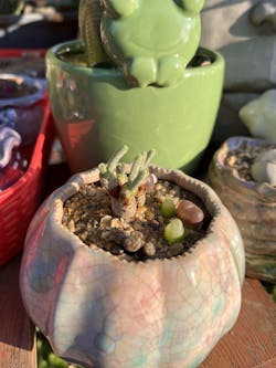 Monilaria Obconica "Bunny Ears" Cute & Awakened