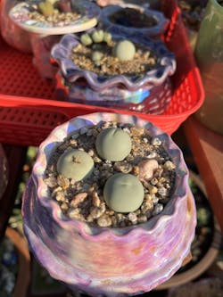 Conophytum Calculus Size 1.40cm+