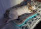 Coussin rafraîchissant "Cold" pour chien et chat