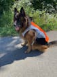 Harnais rafraîchissant "Freezer" pour chien