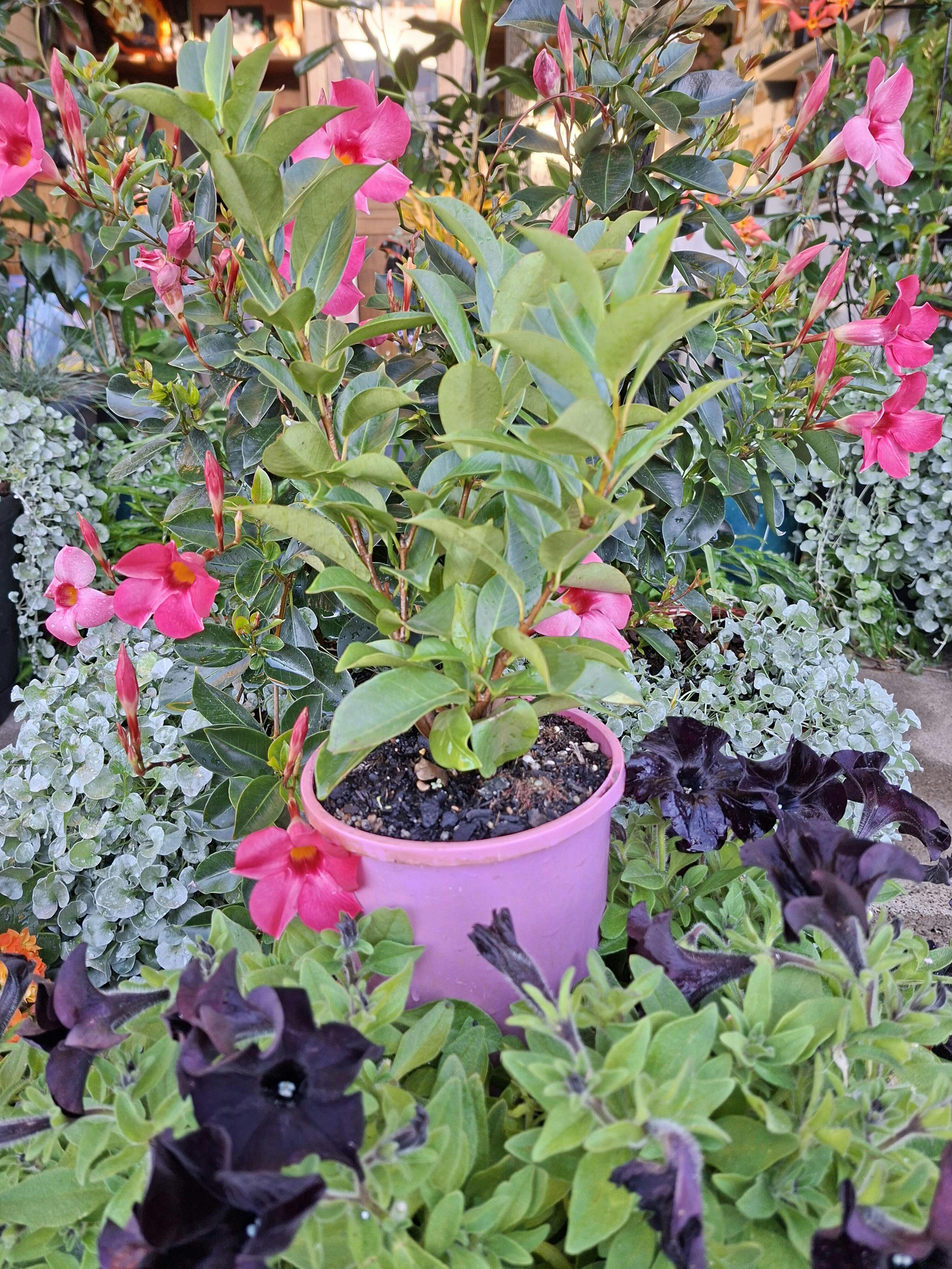 Mocambo (Theobroma bicolor) Fruit Tree – Buy Now! – Ladybird Nursery