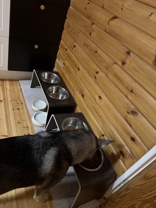 Murren Kuppila Piki – Todella tyylikäs ruokakuppiteline koiralle