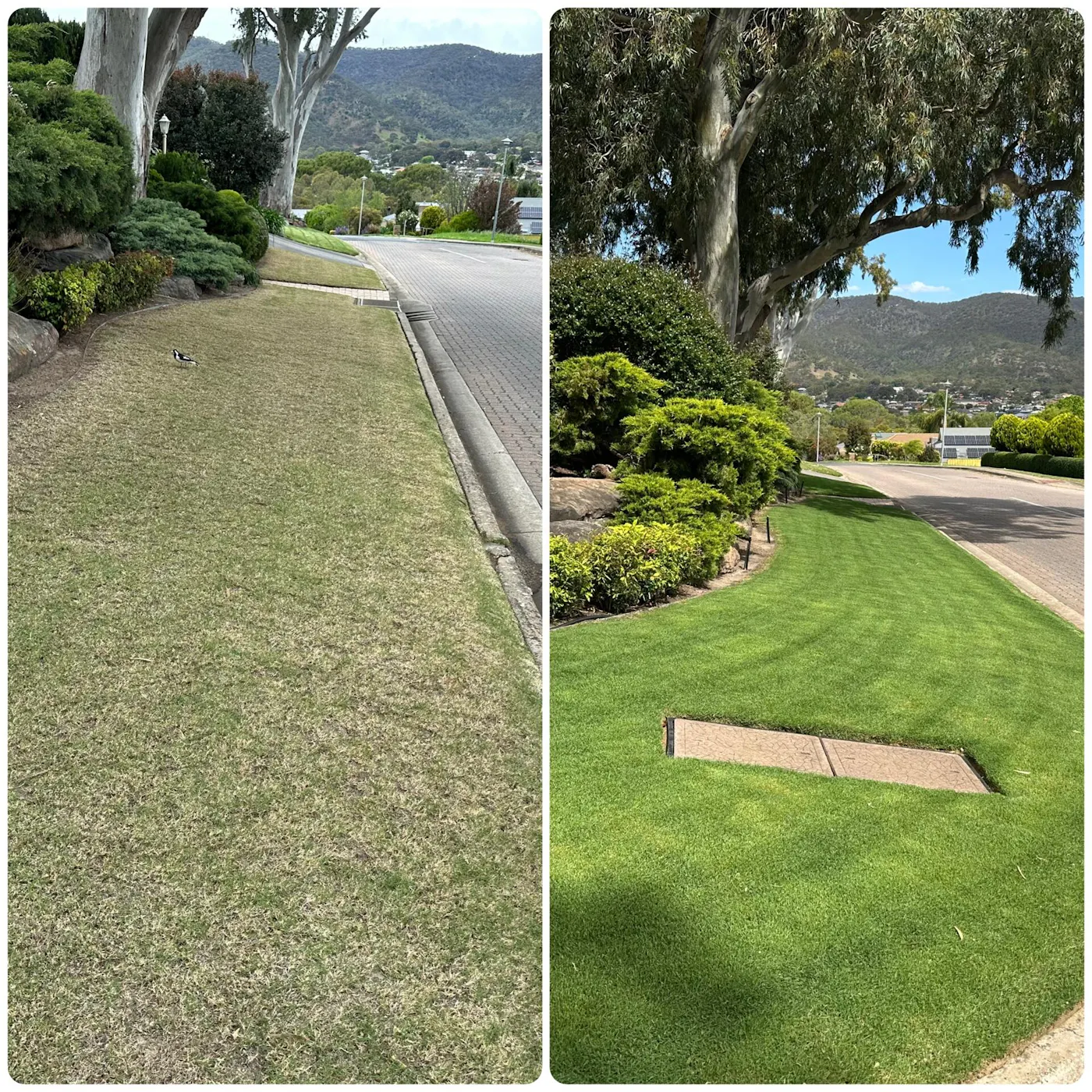 Even green lawn after feeding with Dominate Mini