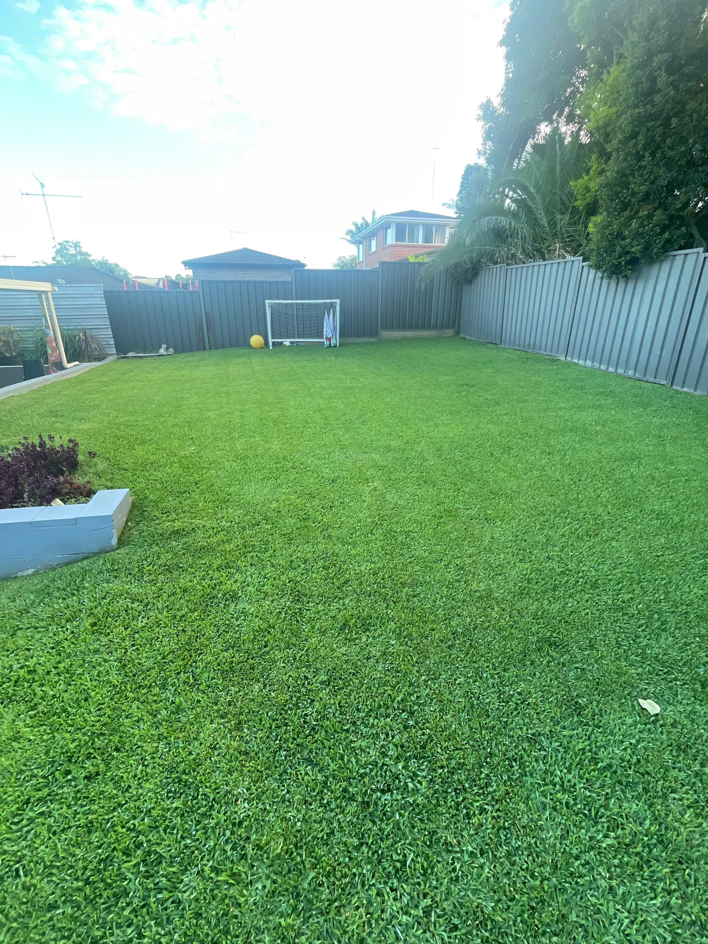 Healthy green lawn after feeding with Dominate