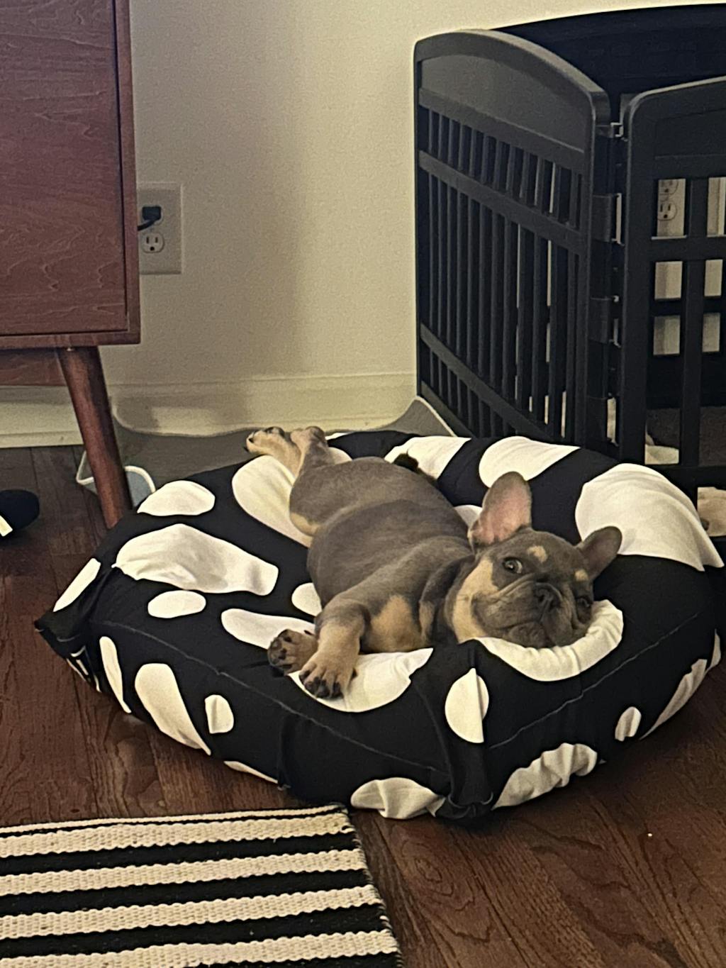 Dog Bed Sheets Spots LAYR