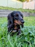 Dachshund Harness - Dashtrology