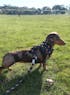Dachshund Harness - Dashtrology