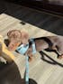 Harness - Tuxie Doxie