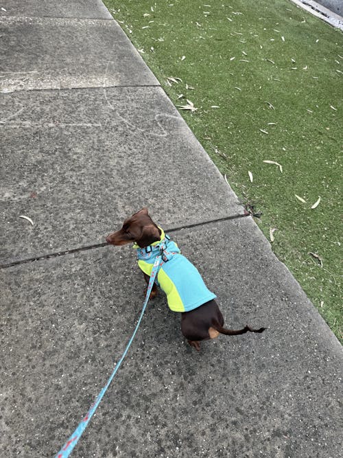 Leash - Tuxie Doxie