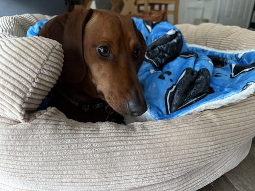 Blanket - Doxie Dunk