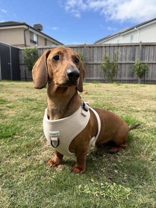 Harness - Bark de Le Taco