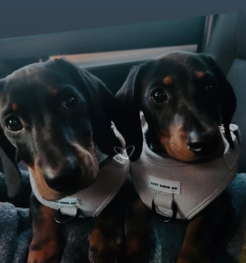 Harness - Bark de Le Taco